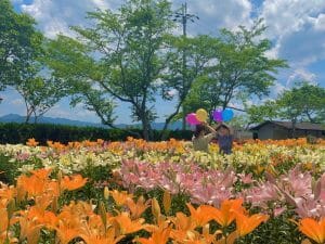 【2022年7月10日まで】篠山玉水ゆり・あじさい園の写真