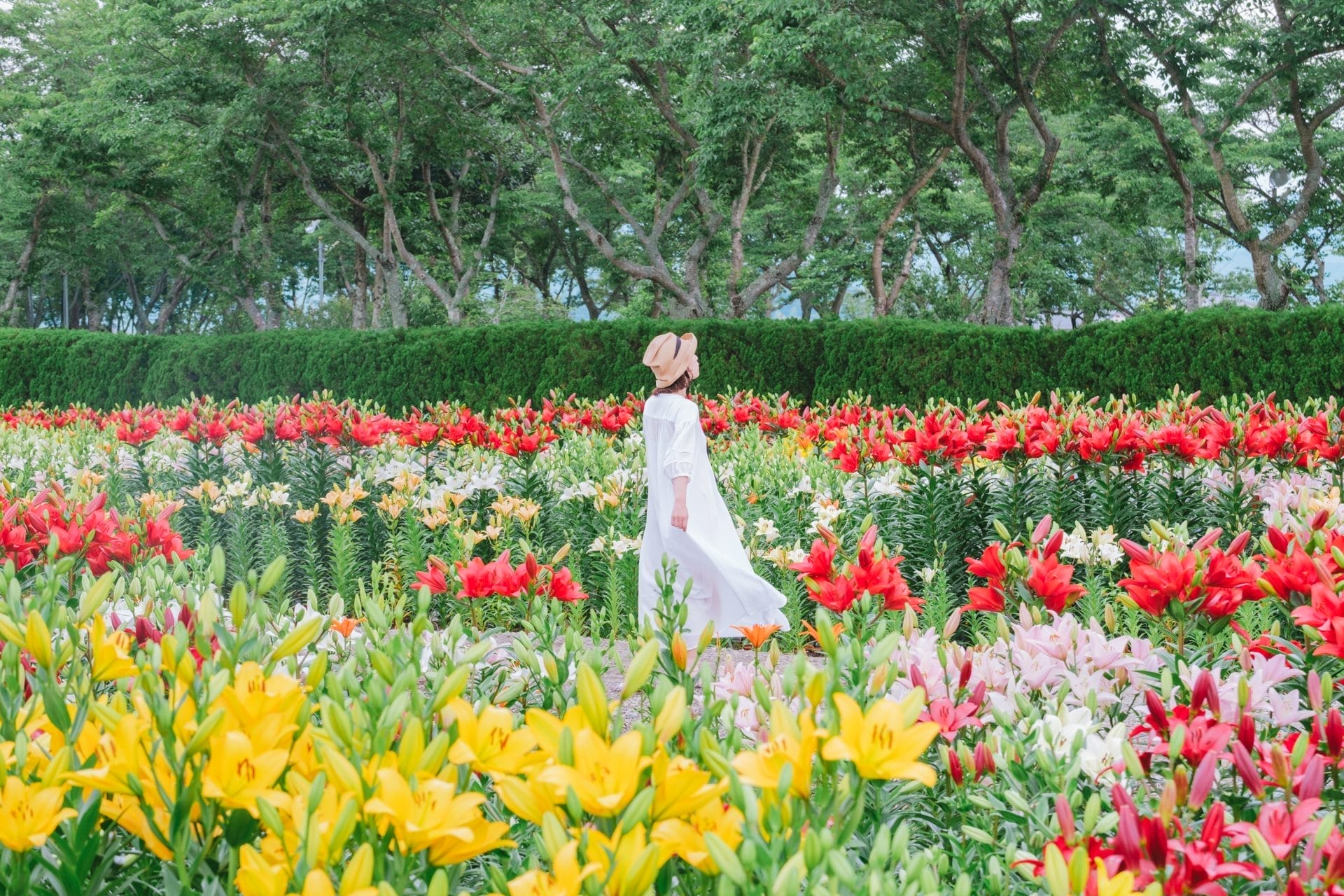 6月7日〜7月中旬／篠山玉水ゆり・あじさい園の写真