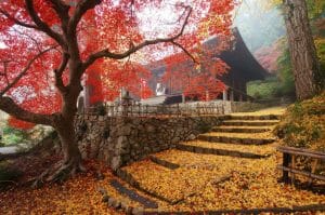 Recommended Spots For Autumn Leaves in Tambasasayama