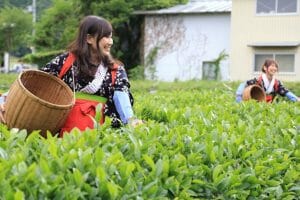 The charm of the Tamba tea with the 1200-year history!