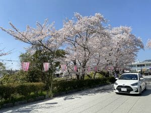 樱花季节