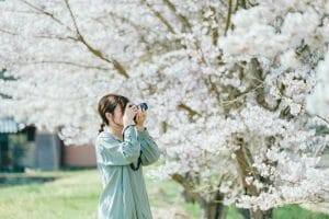 丹波桜づつみ回廊の写真