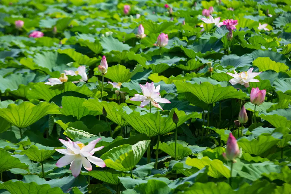 [Sasayama Castle Lotus] in the South Moat of Sasayama Castle Ruins