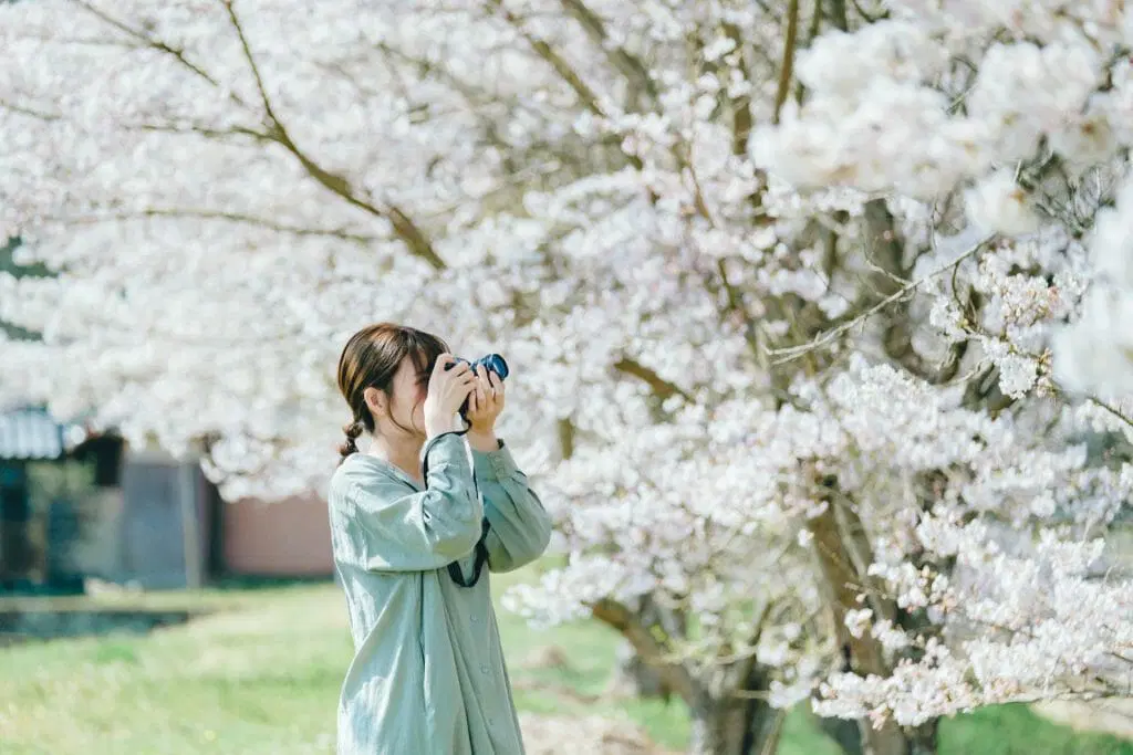 Tamba Cherry Blossom Corridor