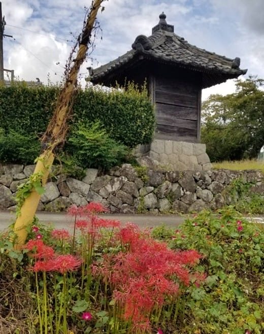 The Blooming of Spider Lilies and the Arrival of Autumn