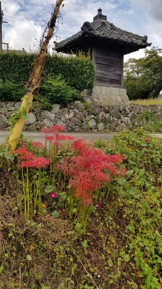 The Blooming of Spider Lilies and the Arrival of Autumn
